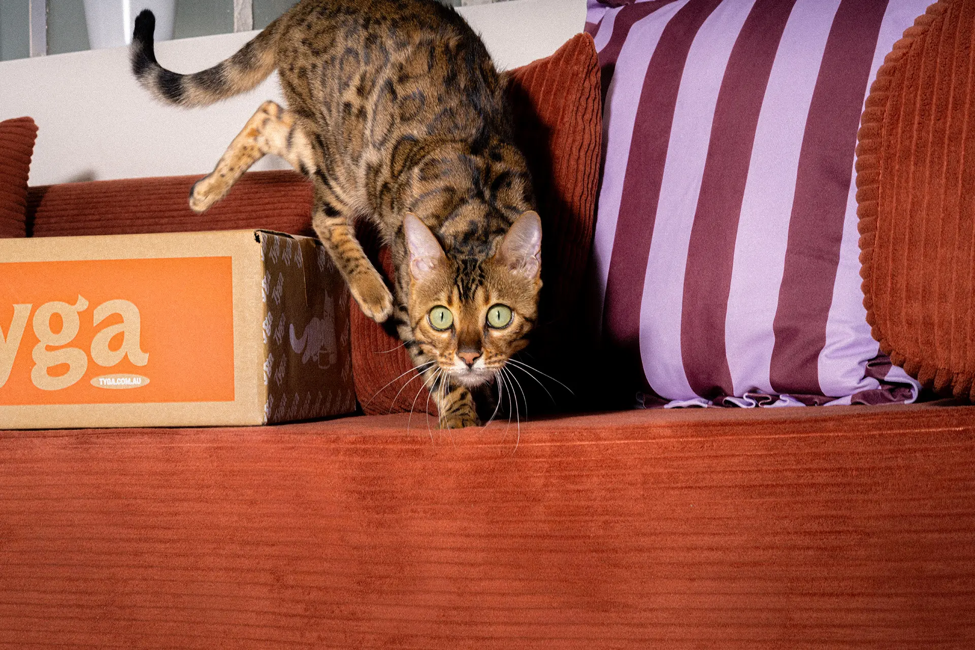 Cat on a sofa near a Tyga box